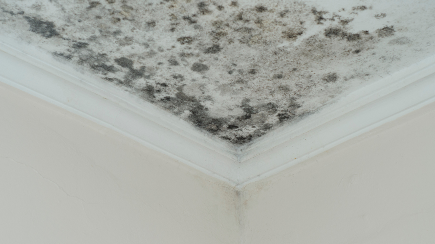 Bahaya Black Mold dan Cara Melindungi Si Kecil di Rumah