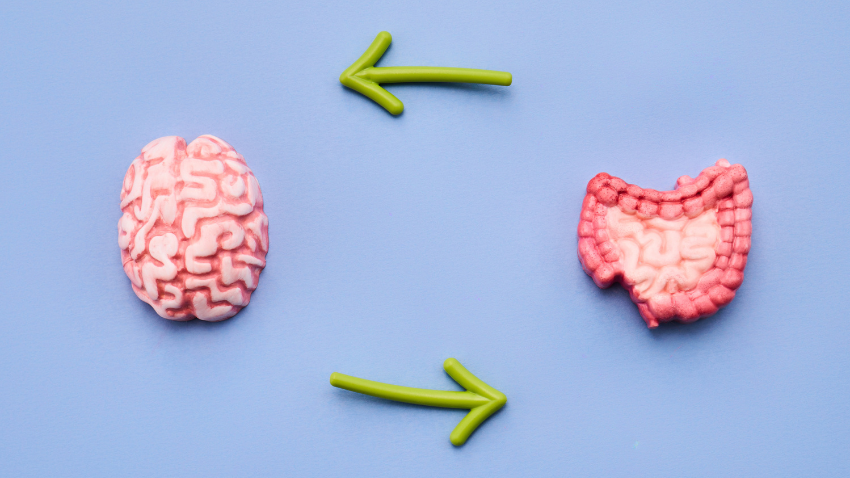 Gut-Brain Axis: Kenapa Usus Disebut "Otak Kedua" Si Kecil?