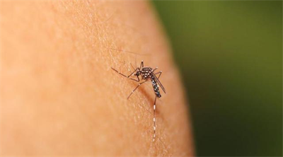 mengapa-saya-sering-digigit-nyamuk