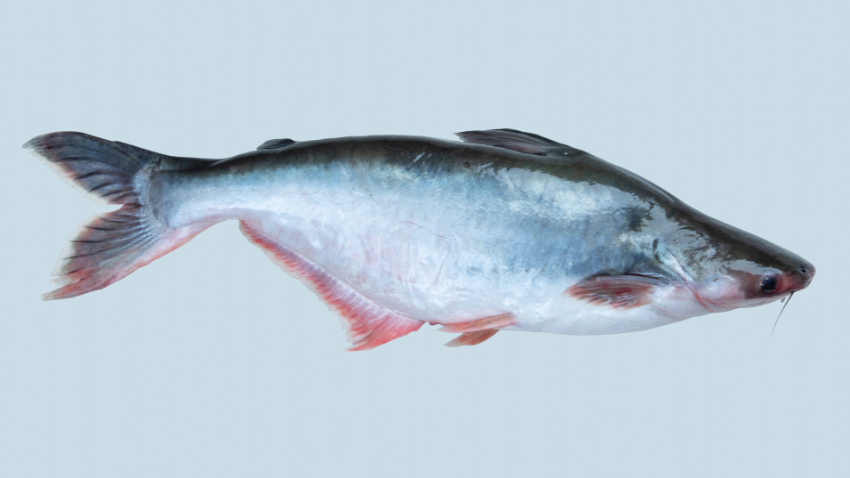 Manfaat Ikan Patin untuk MPASI dan Cara Mengolahnya