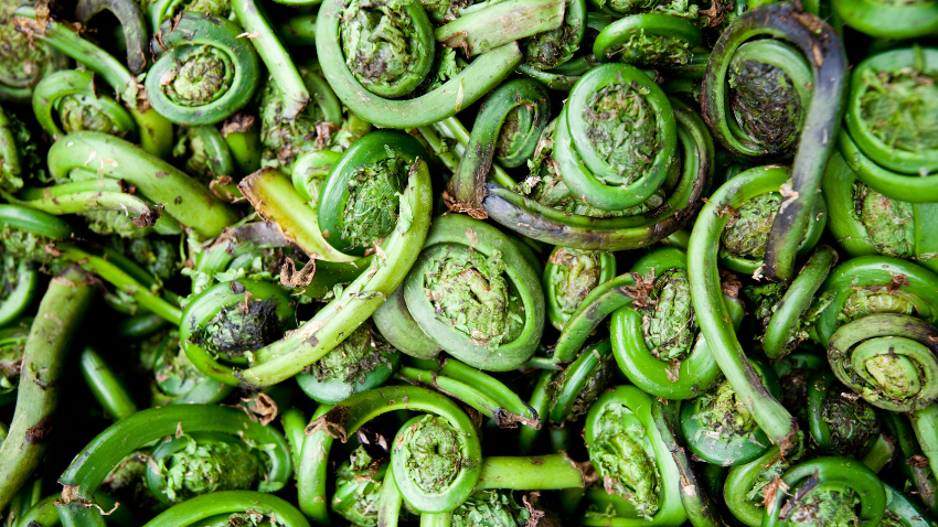 Manfaat Sayur Pakis untuk Ibu Hamil, Keamanan, dan Cara Konsumsinya