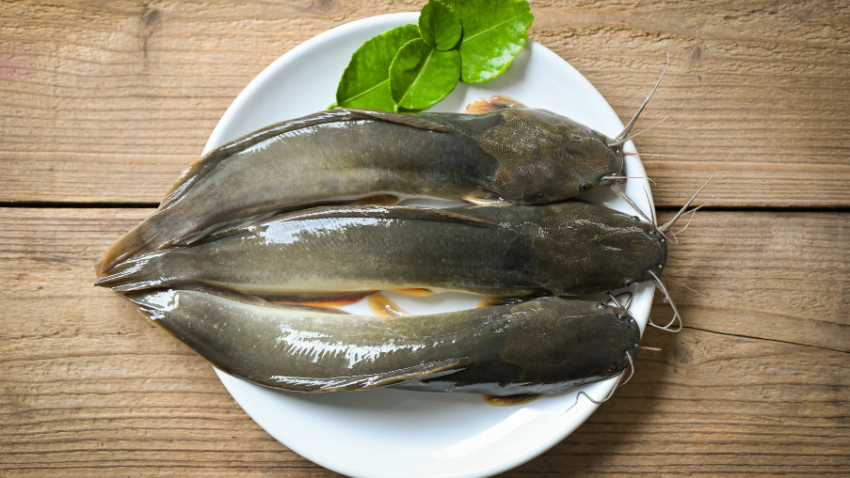 manfaat-ikan-lele-untuk-kesehatan-dan-tumbuh-kembang-anak