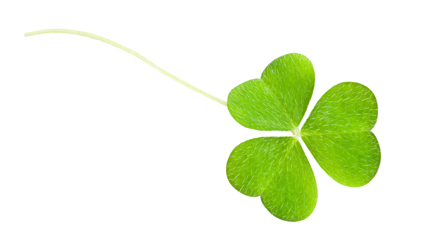 manfaat-daun-semanggi-untuk-kesuburan-kualitas-sperma