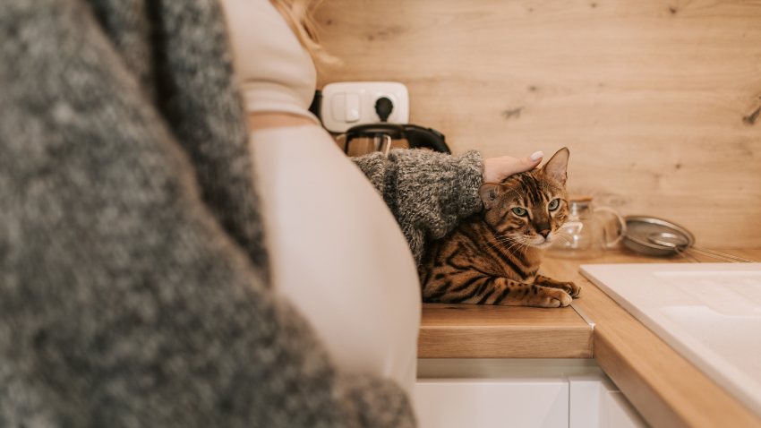 bolehkah-ibu-hamil-memelihara-kucing