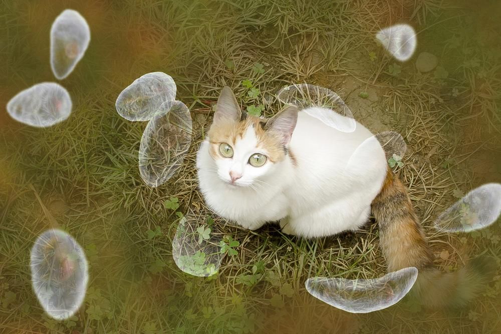 selain-kucing-ini-6-hewan-yang-dapat-menyebabkan-toksoplasma