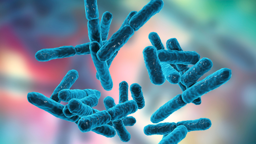 Bifidobacterium: Bakteri Baik Paling Dominan di Usus Si Kecil