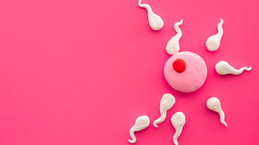 Fakta Sel Telur & Perannya dalam Promil yang Perlu Diketahui